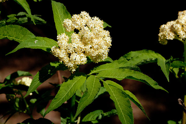 Redberried Elder Sambucus microbotrys Sambucus racemosa 