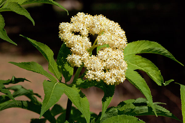 Redberried Elder Sambucus microbotrys Sambucus racemosa 