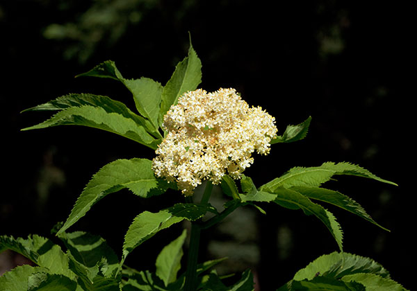 Redberried Elder Sambucus microbotrys Sambucus racemosa 