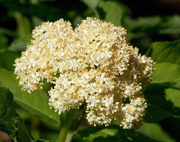 Redberried Elder Sambucus microbotrys Sambucus racemosa 