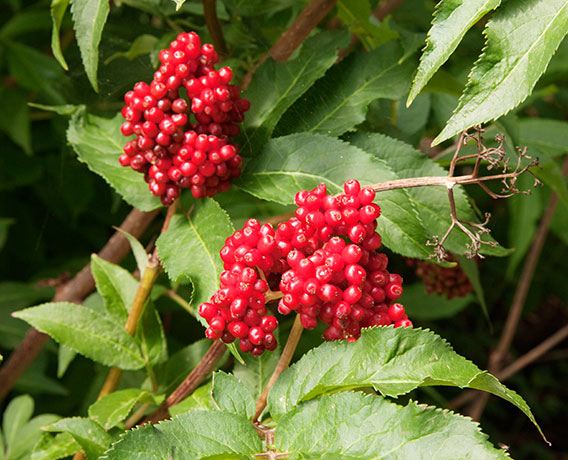 Redberried Elder Sambucus microbotrys Sambucus racemosa 