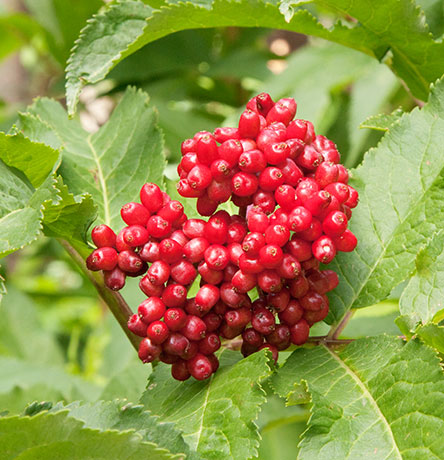 Redberried Elder Sambucus microbotrys Sambucus racemosa 
