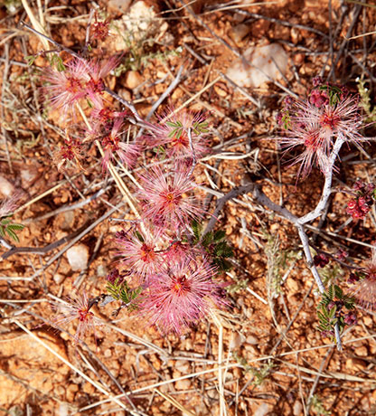 Fairy Duster - False Mesquite - Calliandra eriophylla   