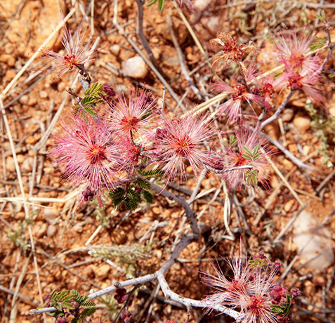 Fairy Duster - False Mesquite - Calliandra eriophylla   