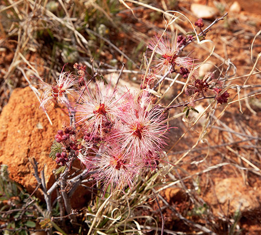 Fairy Duster - False Mesquite - Calliandra eriophylla   