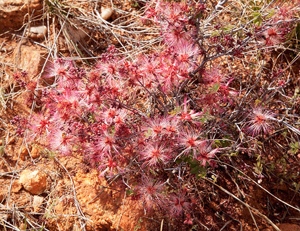 Fairy Duster - False Mesquite - Calliandra eriophylla   