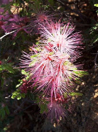 Fairy Duster - False Mesquite - Calliandra eriophylla   