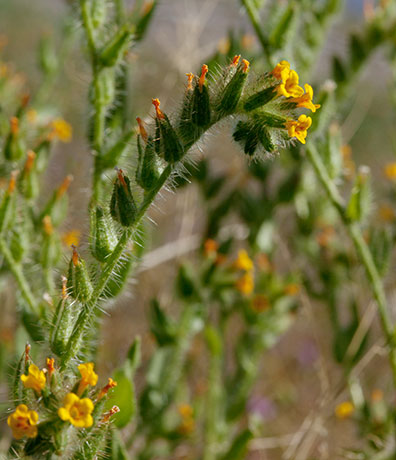 Fiddleneck Amsinckia intermedia 
