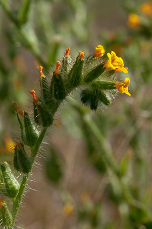 Fiddleneck Amsinckia intermedia 