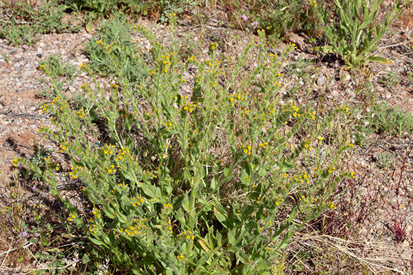 Fiddleneck Amsinckia intermedia 