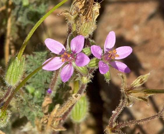 Filaree Erodium cicutarium   