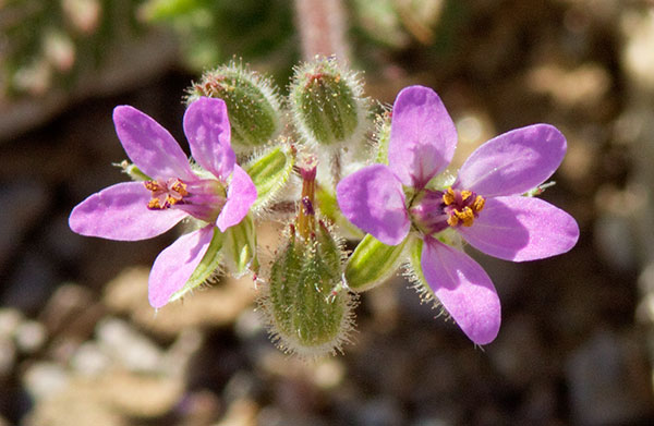 Filaree Erodium cicutarium   