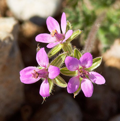 Filaree Erodium cicutarium   