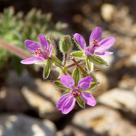 Filaree Erodium cicutarium   