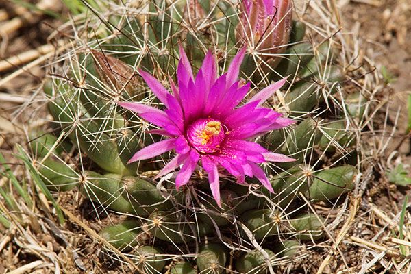 Large-fruited Fishhook Cactus Wright's Nipple Cactus Mammillaria wrightii Engleman