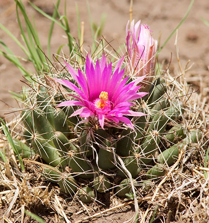 Large-fruited Fishhook Cactus Wright's Nipple Cactus Mammillaria wrightii Engleman
