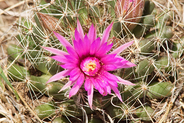 Large-fruited Fishhook Cactus Wright's Nipple Cactus Mammillaria wrightii Engleman