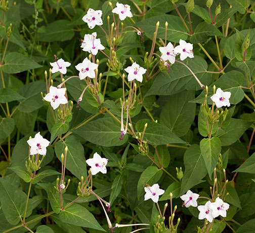 Sweet Four O'Clocks (Maravilla, Angel's Trumpets) Mirabilis longiflora 