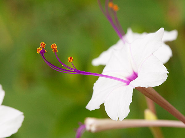 Sweet Four O'Clocks (Maravilla, Angel's Trumpets) Mirabilis longiflora 