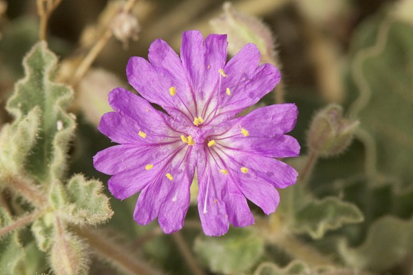 Trailing Four O'Clocks (Trailing Windmills)  Allionia incarnata