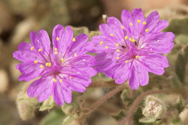 Trailing Four O'Clocks (Trailing Windmills)  Allionia incarnata
