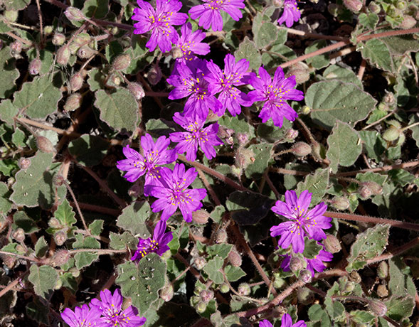 Trailing Four O'Clocks (Trailing Windmills) Allionia incarnata
