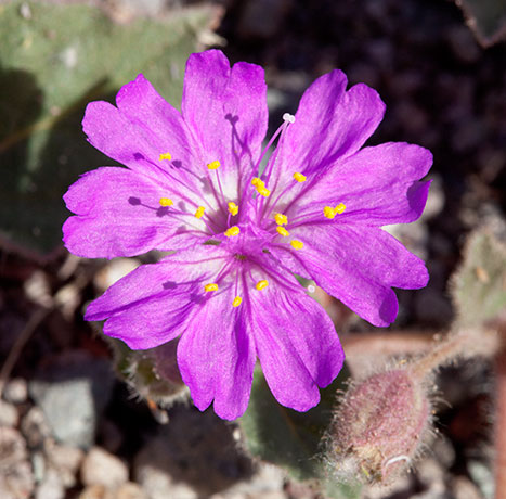 Trailing Four O'Clocks (Trailing Windmills) Allionia incarnata