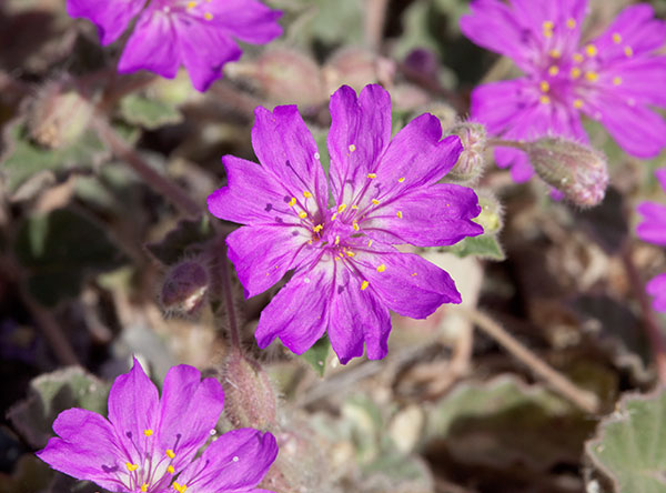 Trailing Four O'Clocks (Trailing Windmills) Allionia incarnata