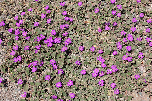 Trailing Four O'Clocks (Trailing Windmills) Allionia incarnata