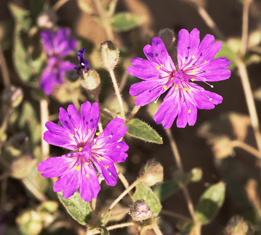 Trailing Four O'Clocks (Trailing Windmills) Allionia incarnata