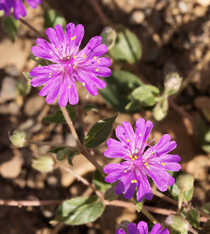 Trailing Four O'Clocks (Trailing Windmills) Allionia incarnata