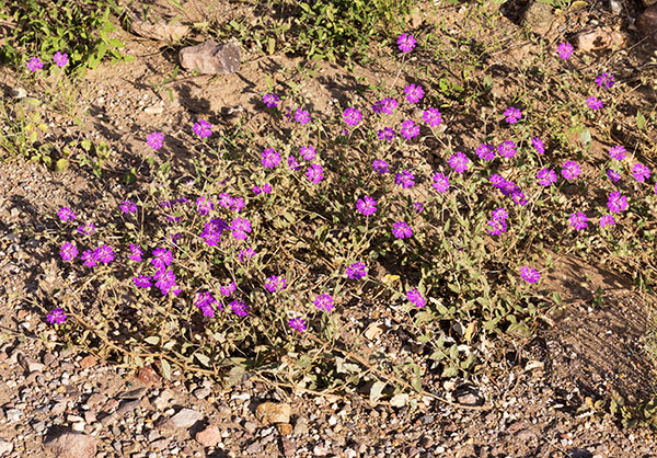 Trailing Four O'Clocks (Trailing Windmills) Allionia incarnata