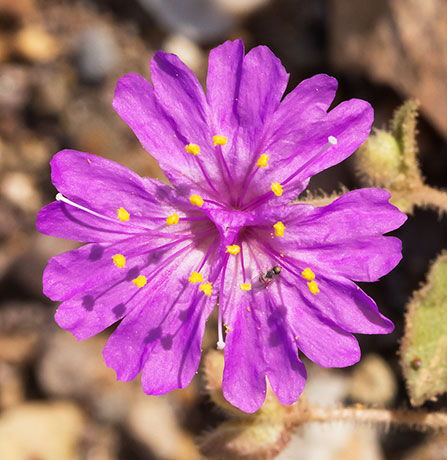 Trailing Four O'Clocks (Trailing Windmills) Allionia incarnata