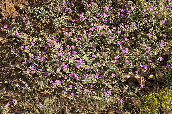 Trailing Four O'Clocks (Trailing Windmills) Allionia incarnata