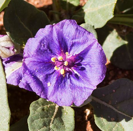 Purple Ground Cherry, Plains Chinese Lantern, Physalis lobata, Quincula lobata,