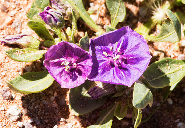 Purple Ground Cherry, Plains Chinese Lantern, Physalis lobata, Quincula lobata,