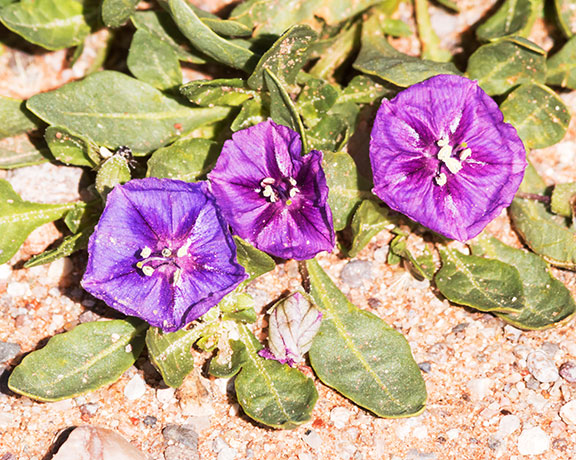 Purple Ground Cherry, Plains Chinese Lantern, Physalis lobata, Quincula lobata,