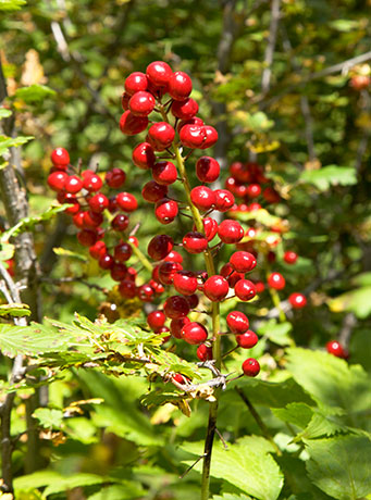 Red Baneberry Actaea rubra berries