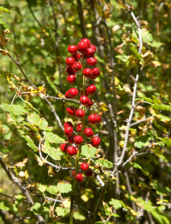Red Baneberry Actaea rubra berries