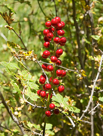 Red Baneberry Actaea rubra berries