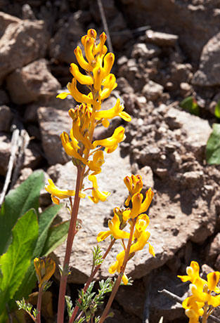 Golden Smoke Corydalis aurea