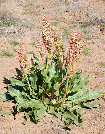 Desert Rhubarb, Canaigre, Rumex hymenosepalus  