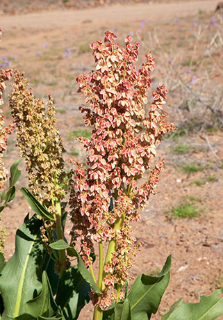 Desert Rhubarb, Canaigre, Rumex hymenosepalus  