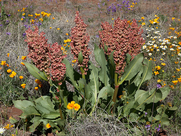 Desert Rhubarb, Canaigre, Rumex hymenosepalus  