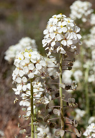Spectacle Pod Dimorphocarpa wislizeni   