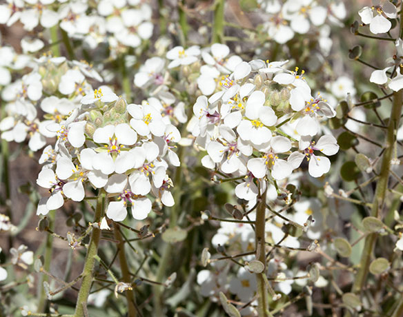 Spectacle Pod Dimorphocarpa wislizeni  