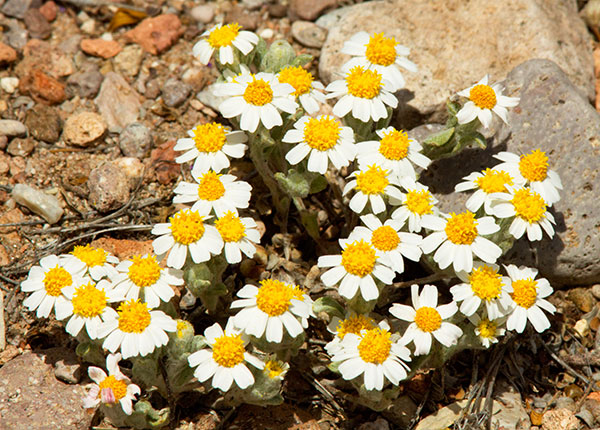 Desert Star Monoptilon bellioides Desert Daisy Rock Daisy   