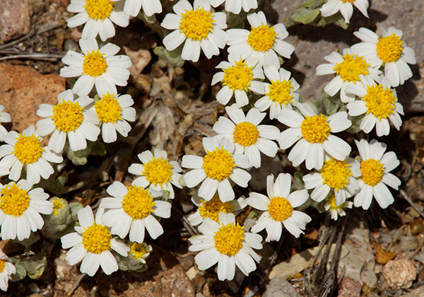 Desert Star Monoptilon bellioides Desert Daisy Rock Daisy   