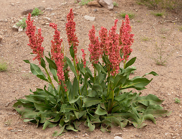 Desert Rhubarb, Canaigre, Rumex hymenosepalus  