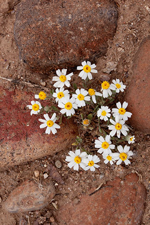 Desert Star Monoptilon bellioides Desert Daisy Rock Daisy   